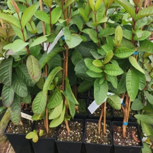 White Guava Tree - 4-8 Inch Tall Live Plant