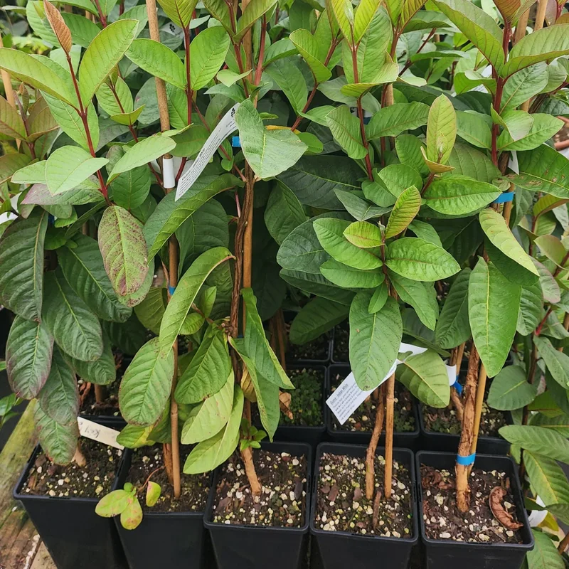 White Guava Tree - 4-8 Inch Tall Live Plant