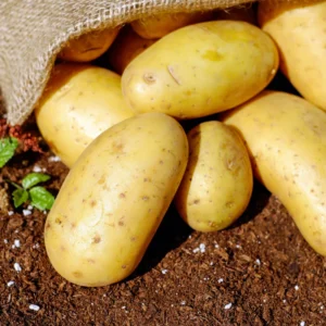 Mix Potato Slips Set of 20 Assorted Varieties for Planting