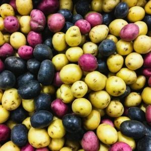 Mix Potato Slips Set of 20 Assorted Varieties for Planting