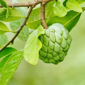 Sugar Apple Tree Seedling - 5-9 Inch Live Plant - Grow Your Own Fruit
