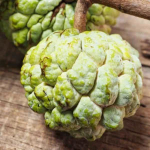 Sugar Apple Tree Seedling - 5-9 Inch Live Plant - Grow Your Own Fruit
