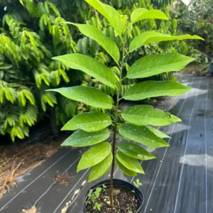 Sugar Apple Tree Seedling - 5-9 Inch Live Plant - Grow Your Own Fruit