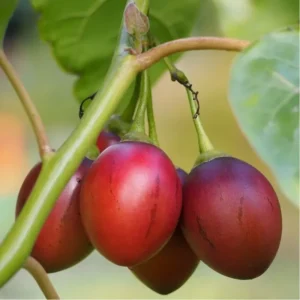 Tamarillo Tomato Tree Plant - 4 to 8 Inch Starter Plant