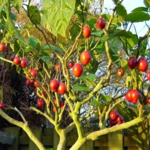 Tamarillo Tomato Tree Plant - 4 to 8 Inch Starter Plant