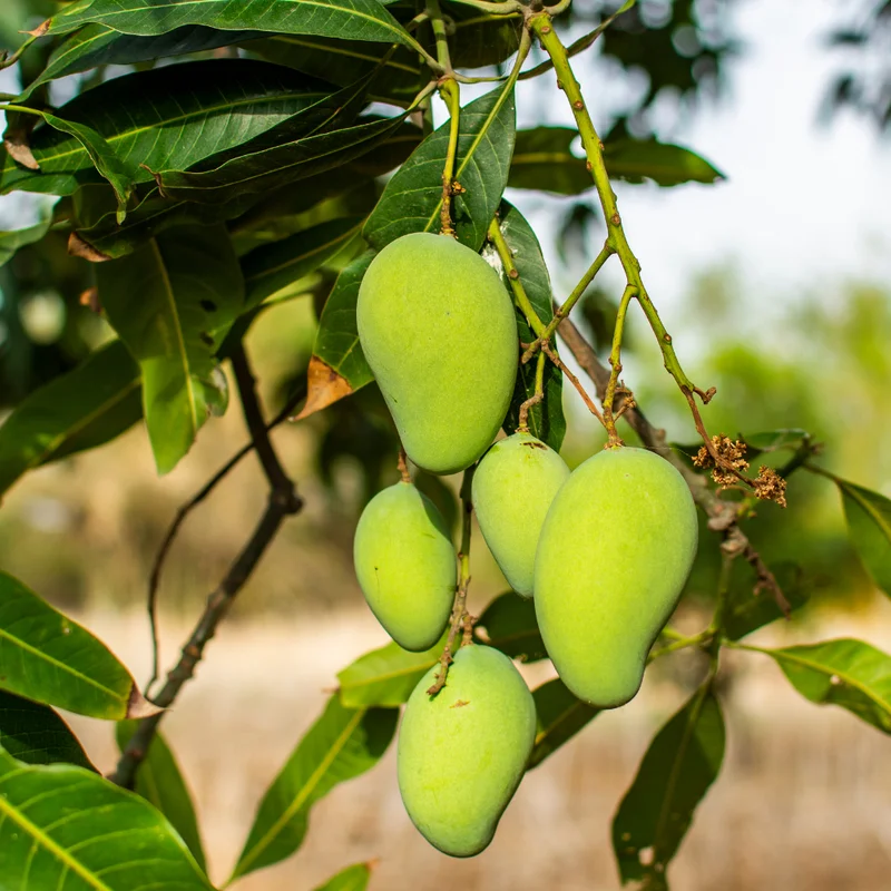 Mango Tree Live Tropical Fruit Seedling Tree 6-9 Inches