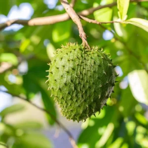 Annona Muricata Soursop Tree 5-9 Inch Tropical Fruit Plant