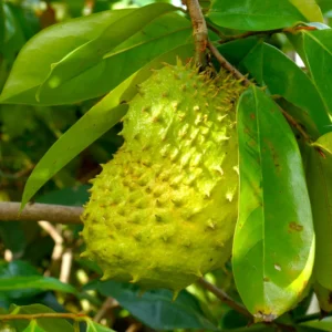 Annona Muricata Soursop Tree 5-9 Inch Tropical Fruit Plant