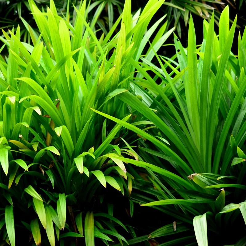 Pandan Leaves Plant 5-9 Inches Fresh Culinary Herb