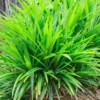 Pandan Leaves Plant 5-9 Inches Fresh Culinary Herb