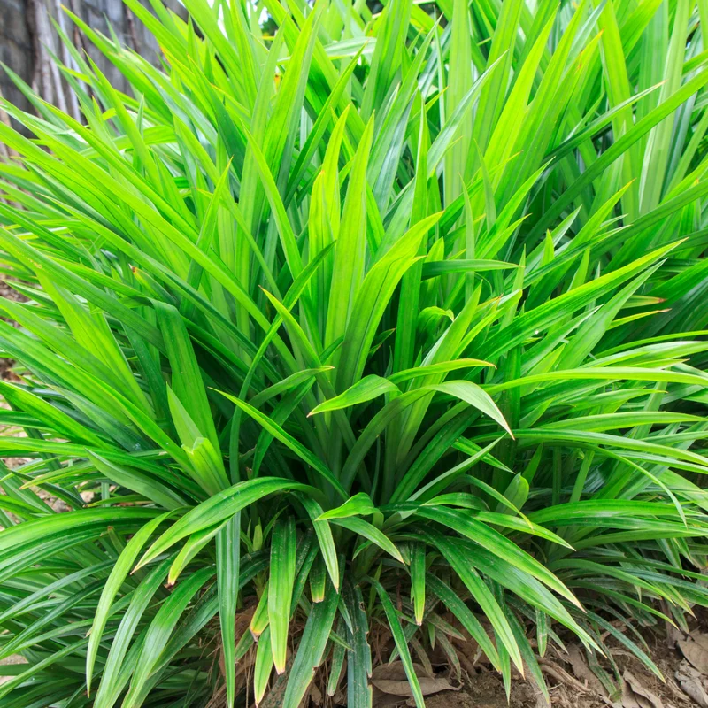 Pandan Leaves Plant 5-9 Inches Fresh Culinary Herb