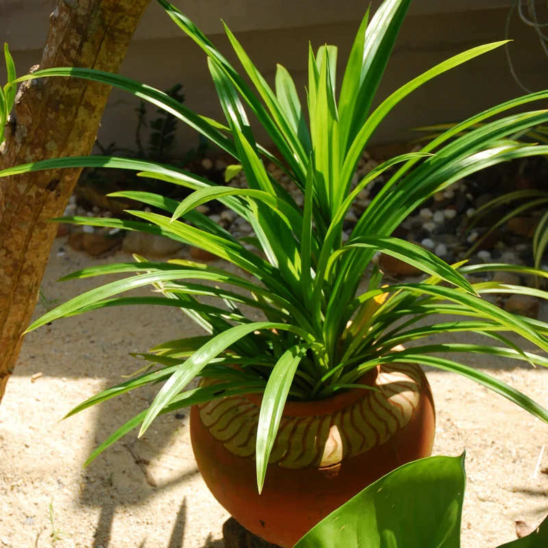 Pandan Leaves Plant 5-9 Inches Fresh Culinary Herb