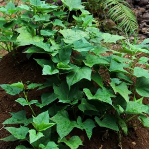 Okinawa Purple Sweet Potato Slips - 10 Healthy Starter Plants for Your Garden