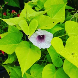 Okinawa Purple Sweet Potato Slips - 10 Healthy Starter Plants for Your Garden