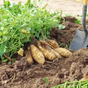White Sweet Potato Slips - 10 Plant Starters for Home Gardens