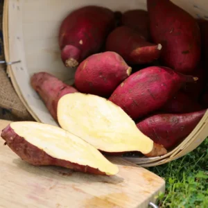 Red Japanese Potato Slips - 10 Count - Rooted Vegetable Starts