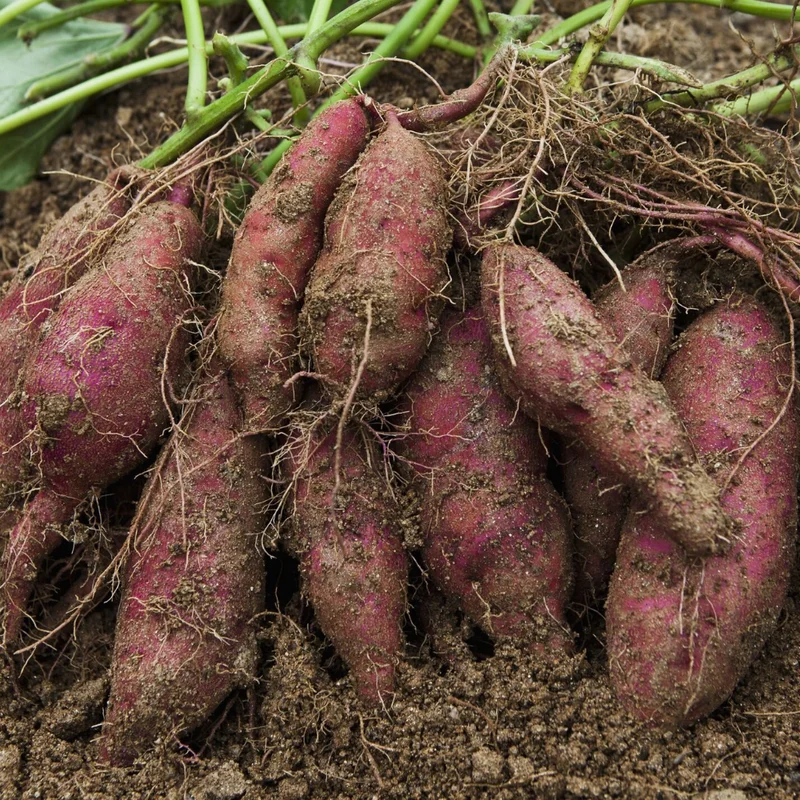 Red Japanese Potato Slips - 10 Count - Rooted Vegetable Starts