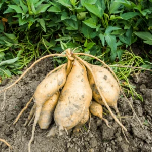 White Sweet Potato Slips - 15 Count - Starter Plants