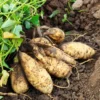 White Sweet Potato Slips - 15 Count - Starter Plants