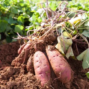 Sweet Potato Slips Variety Pack - 15 Assorted Starts for Planting