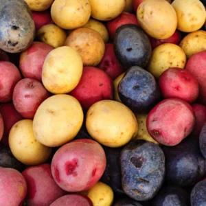 Sweet Potato Slips Variety Pack - 15 Assorted Starts for Planting