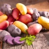 Mixed Potato Cuttings Slips Pack - Assorted Varieties - 15 Count Seed Potatoes