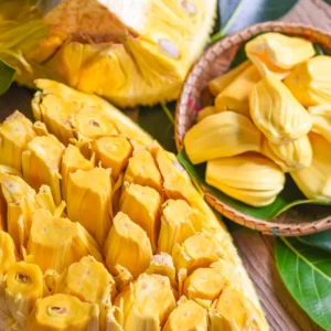 Jackfruit Plant Seedling - 7-12 Inch Starter Tree - Tropical Fruit Growing