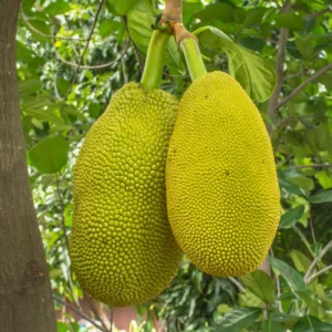 Jackfruit Plant Seedling - 7-12 Inch Starter Tree - Tropical Fruit Growing