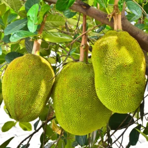 Jackfruit Plant Seedling - 7-12 Inch Starter Tree - Tropical Fruit Growing