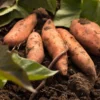 Beauregard Sweet Potato Plants - 5 Pack - 4-6 Inch Potted Vegetables