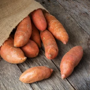 Beauregard Sweet Potato Plants - 5 Pack - 4-6 Inch Potted Vegetables