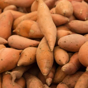 Beauregard Sweet Potato Slips - 10 Starter Plants - Grow Delicious Sweet Potatoes
