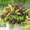 Thai Sweet Basil Plant - 4-6 Inch Culinary Herb