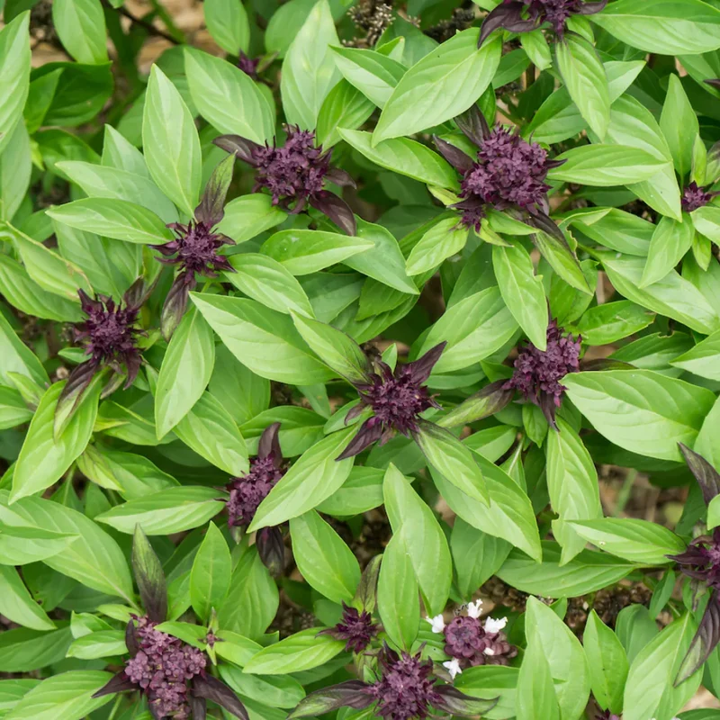 Thai Sweet Basil Plant - 4-6 Inch Culinary Herb