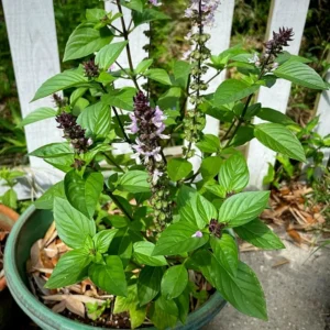 Thai Sweet Basil Plant - 4-6 Inch Culinary Herb