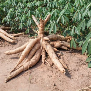 Sweet Cassava Cuttings Yuca Manihot Esculenta - 5 Fresh Stalks for Planting