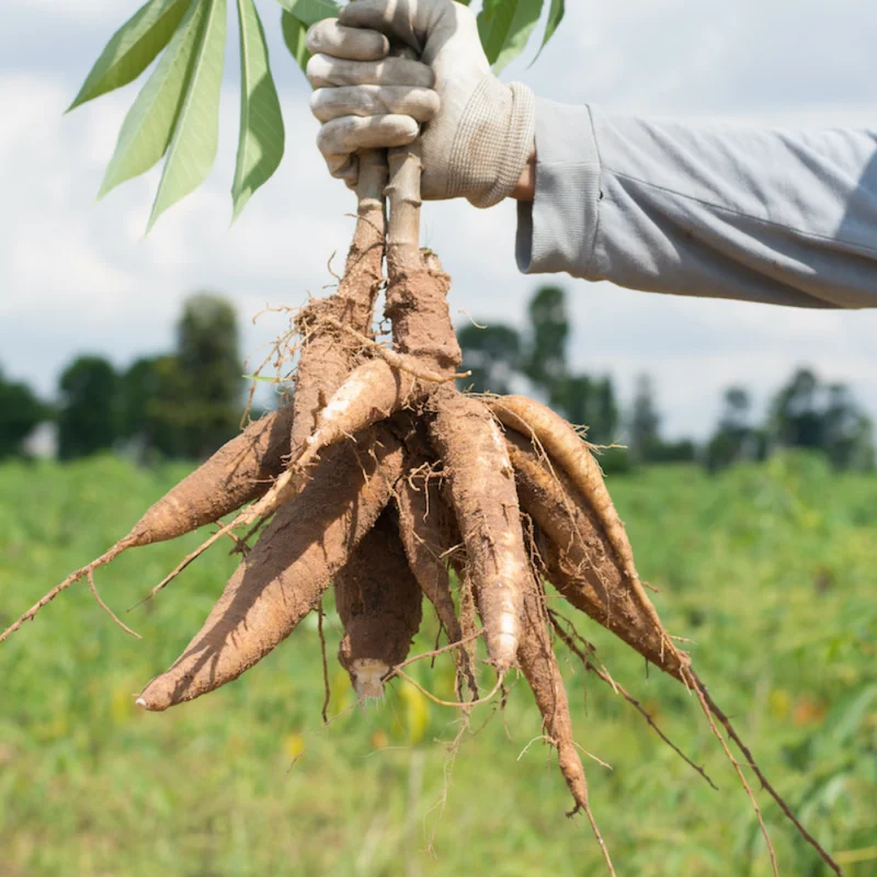 Sweet Cassava Cuttings - 15 Yuca Manihot Esculenta Stalks for Planting
