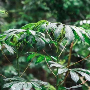 Sweet Cassava Cuttings - 15 Yuca Manihot Esculenta Stalks for Planting