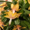 Christmas Cactus Plants - Live Flowering Succulent 3-5 Inch Indoor Houseplant