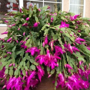 Christmas Cactus Plants - Live Flowering Succulent 3-5 Inch Indoor Houseplant