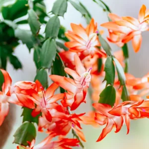 Christmas Cactus Plants - Live Flowering Succulent 3-5 Inch Indoor Houseplant