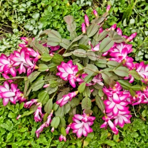 Christmas Cactus Plants - Live Flowering Succulent 3-5 Inch Indoor Houseplant