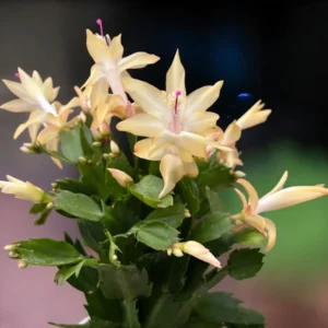 Christmas Cactus Plants - 4 Pack Winter Succulents - 3-5 Inch Tall - Indoor Outdoor