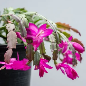 Christmas Cactus Plants - 4 Pack Winter Succulents - 3-5 Inch Tall - Indoor Outdoor