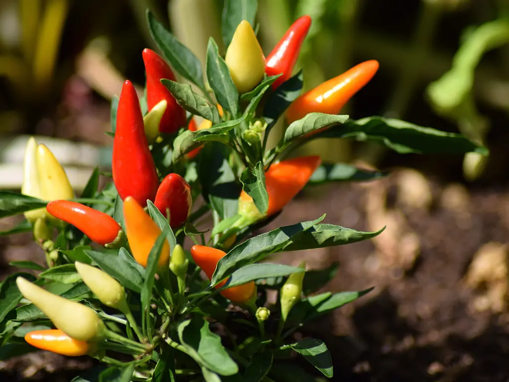 How to Care for Pepper Plants in Summer