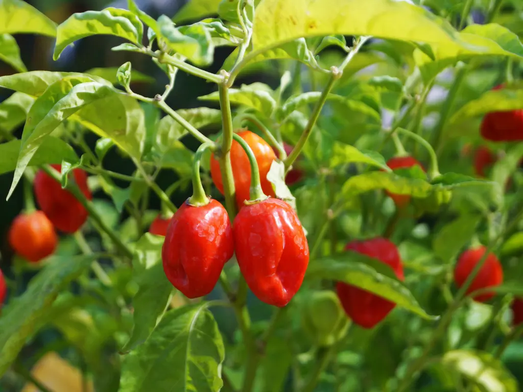 How to Care for Pepper Plants in Summer-What You Should Do Right Now For Thriving Plants