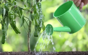 watering pepper plants