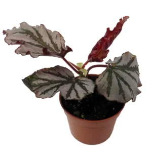 Krismet Begonia Plant 2.5