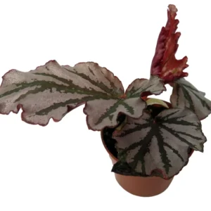 Krismet Begonia Plant 2.5
