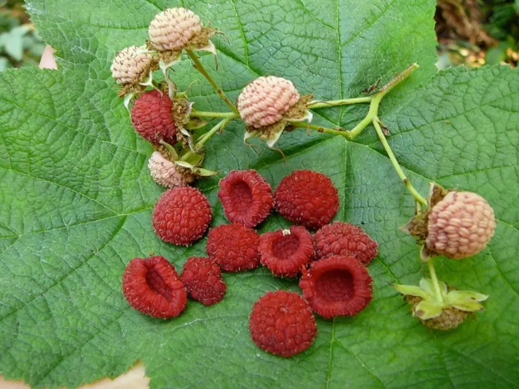 growing Thimbleberry plants